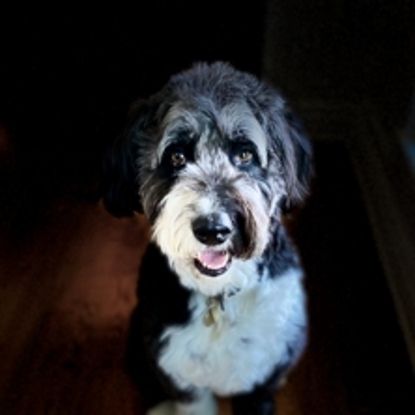 Kelev  the Pup Photo