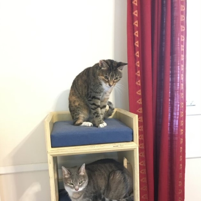 Trixie and Luna   Photo